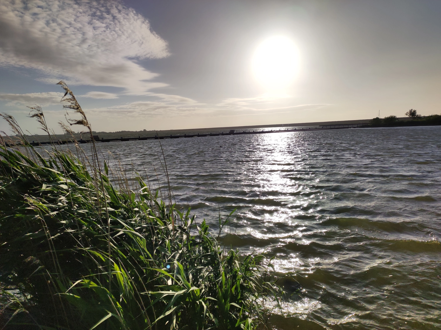 Meer-Verliebt – Chalets in Nordholland - Seemöwe, Meerblick