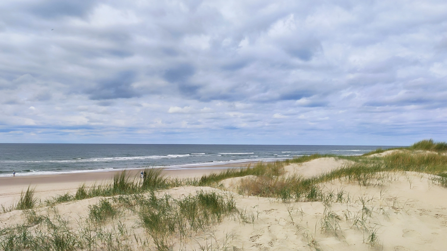 Meer-Verliebt – Chalets in Nordholland - Seemöwe, Meerblick