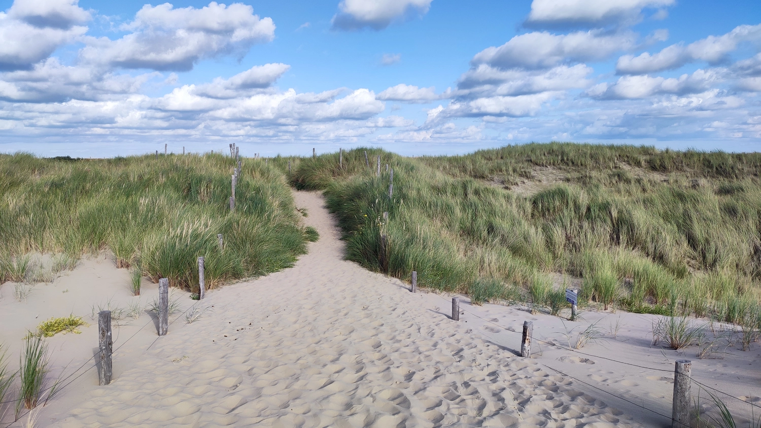 Meer-Verliebt – Chalets in Nordholland - Seemöwe, Meerblick