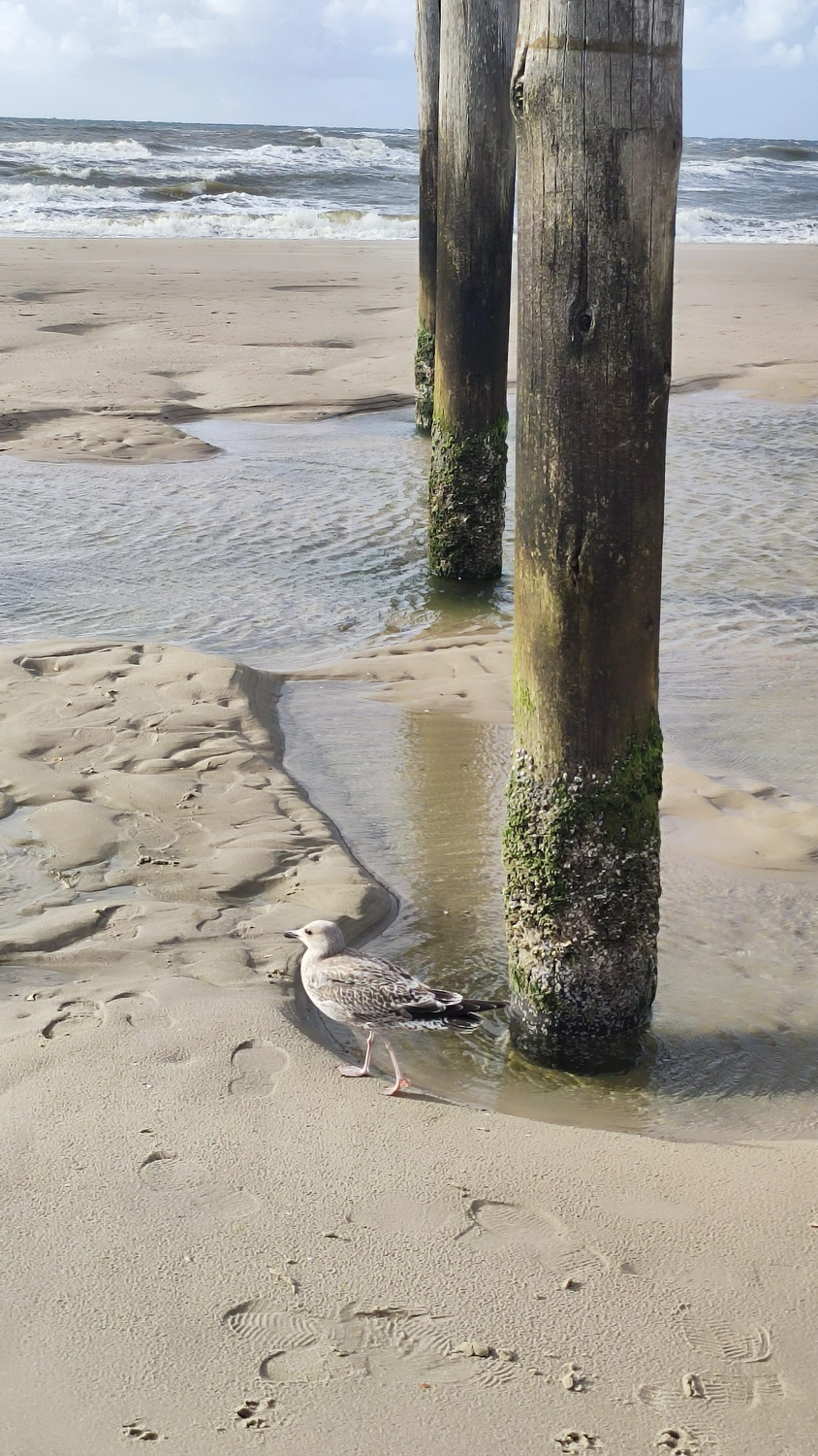 Meer-Verliebt – Chalets in Nordholland - Strandperle, Blick auf den Strand