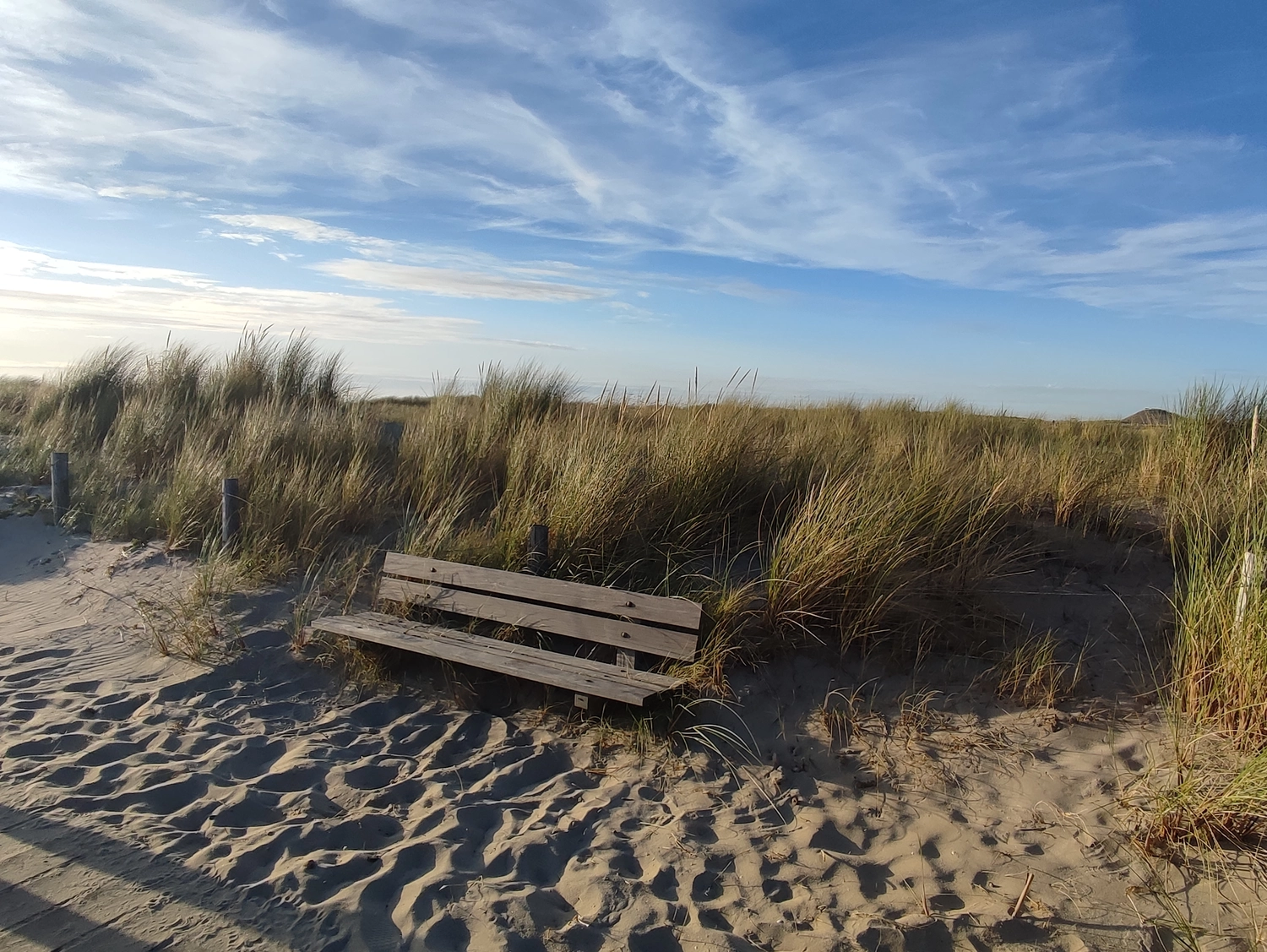Meer-Verliebt – Chalets in Nordholland - Seemöwe, Meerblick