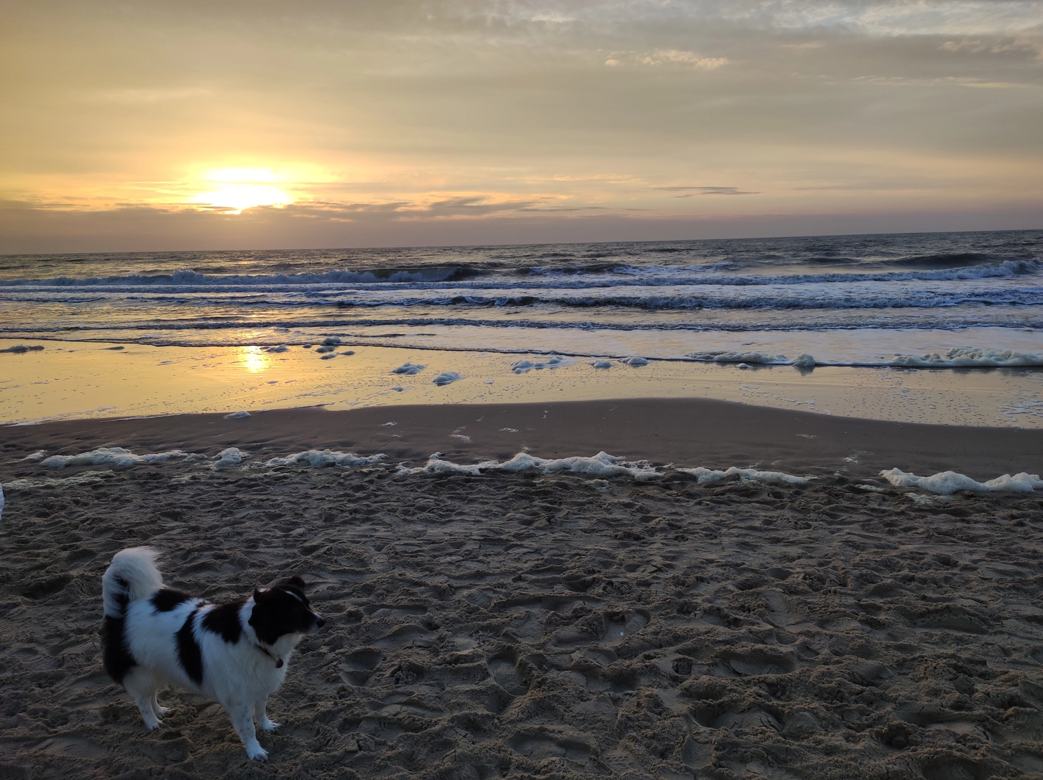 Meer-Verliebt – Chalets in Nordholland - Seemöwe, Meerblick