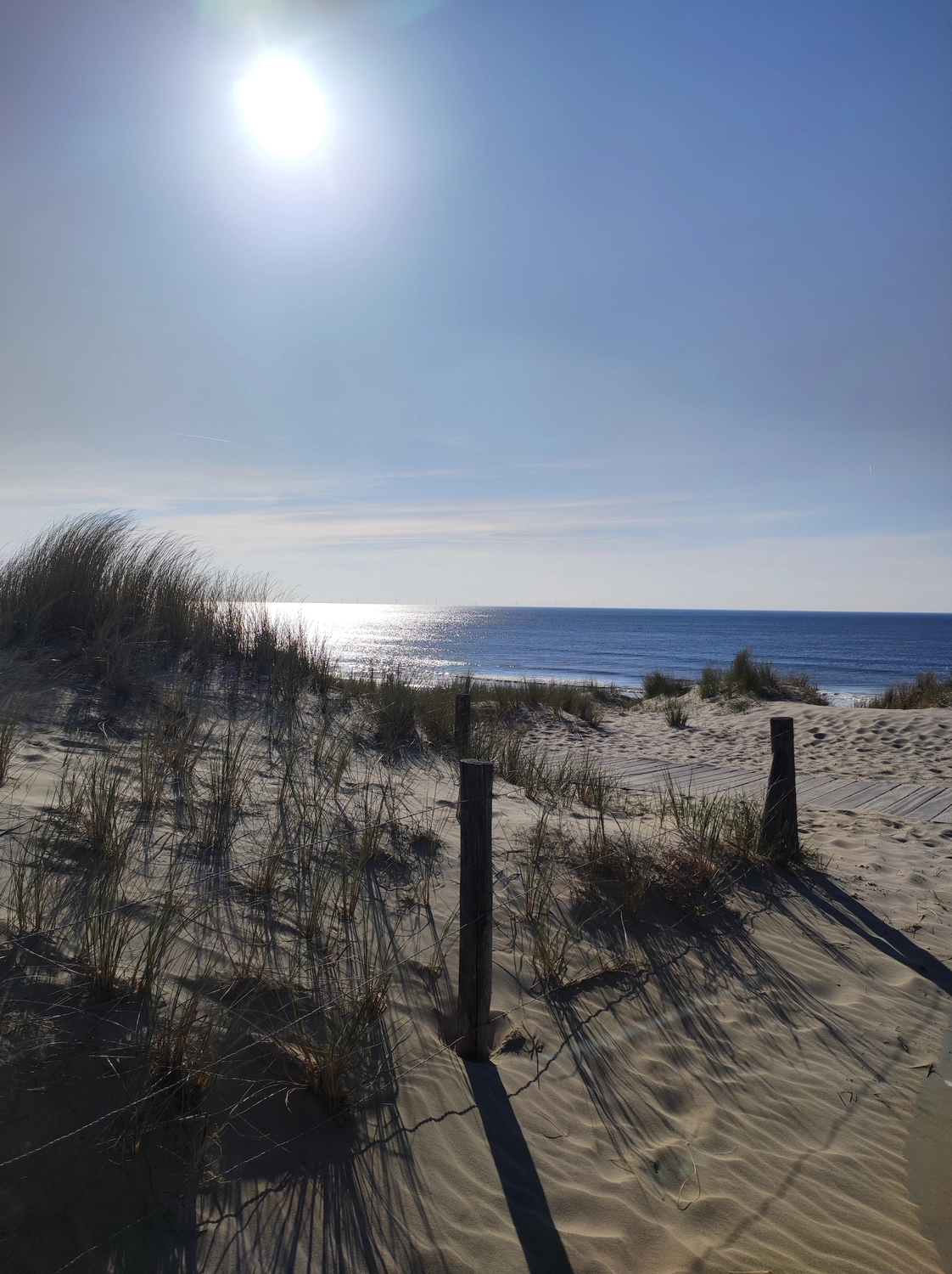 Meer-Verliebt – Chalets in Nordholland - Seemöwe, Meerblick