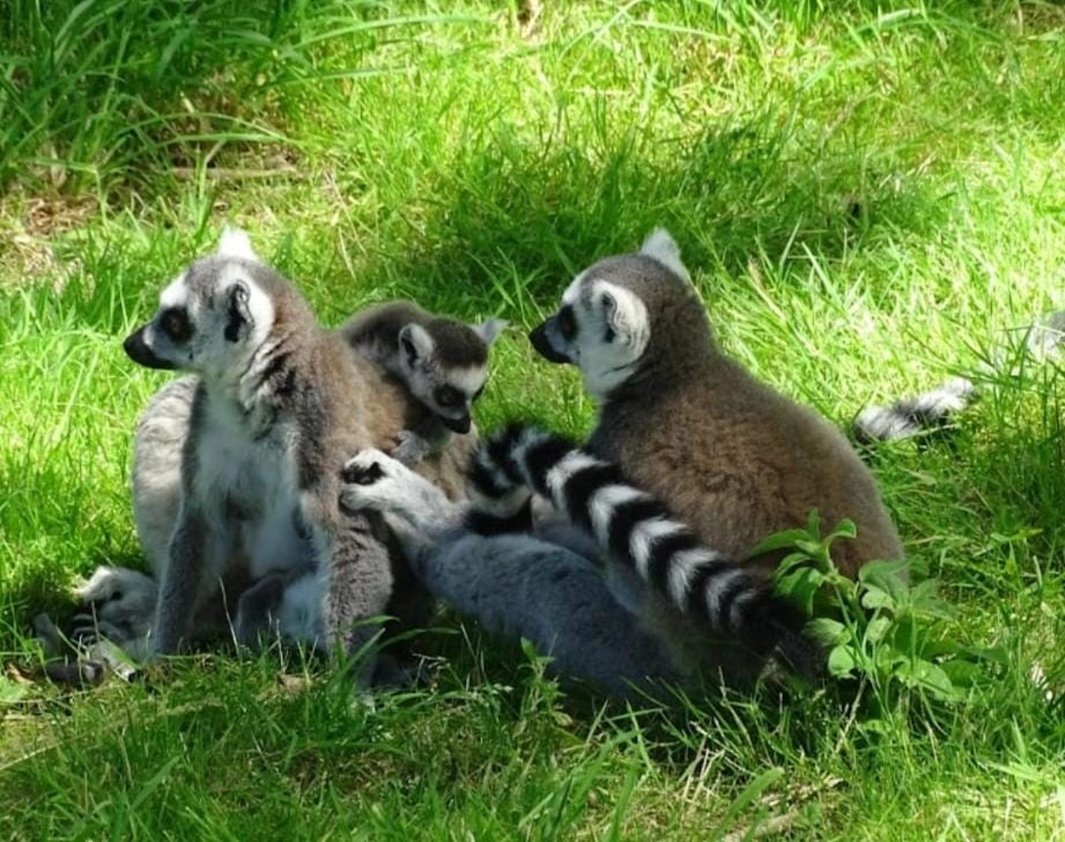 Meer-Verliebt – Chalets in Nordholland - Tierpark Hoenderdaell Tiere