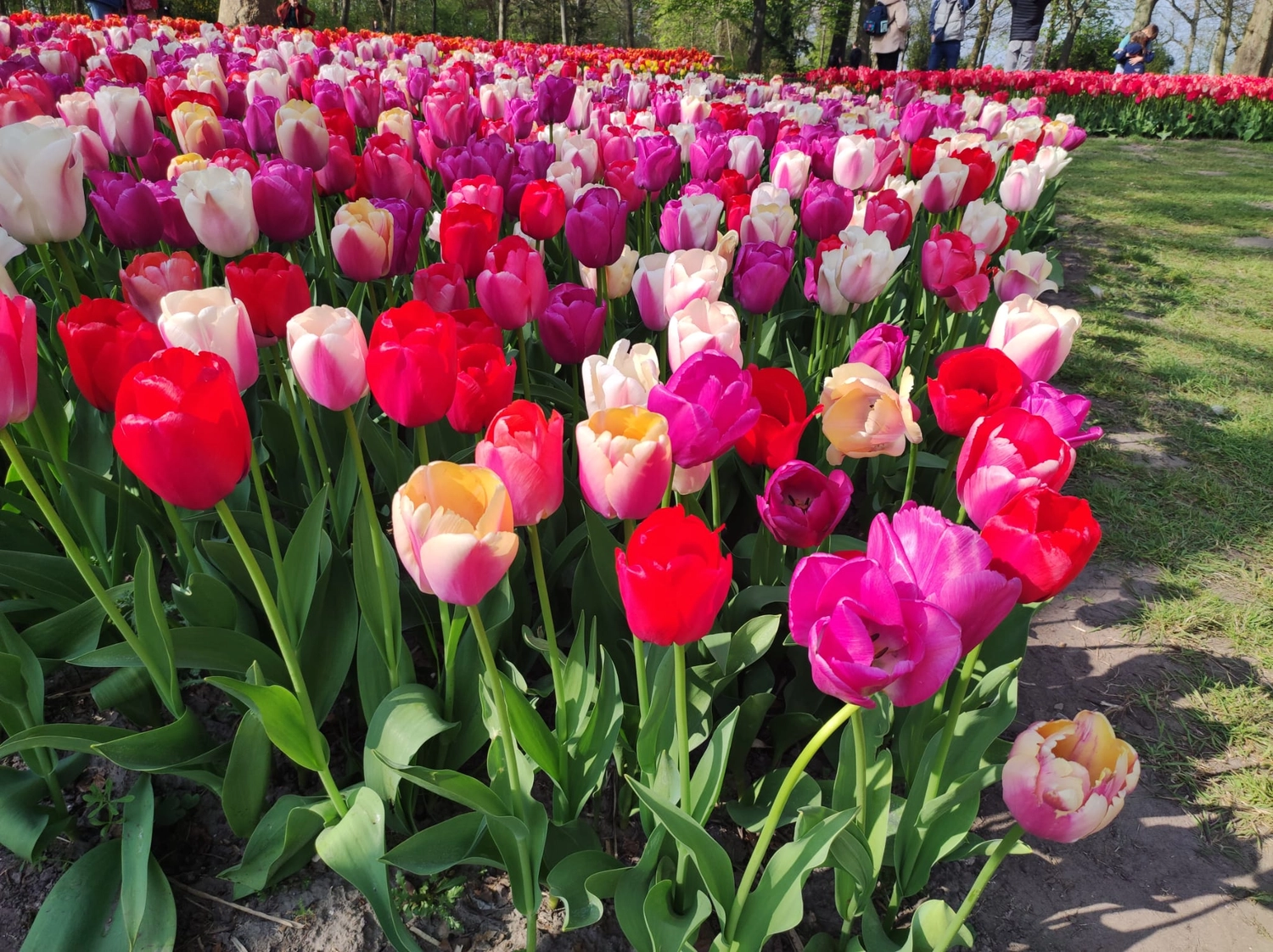 Meer-Verliebt – Chalets in Nordholland - Blumen