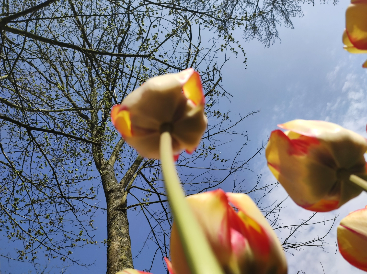 Meer-Verliebt – Chalets in Nordholland - Blumen und Baum